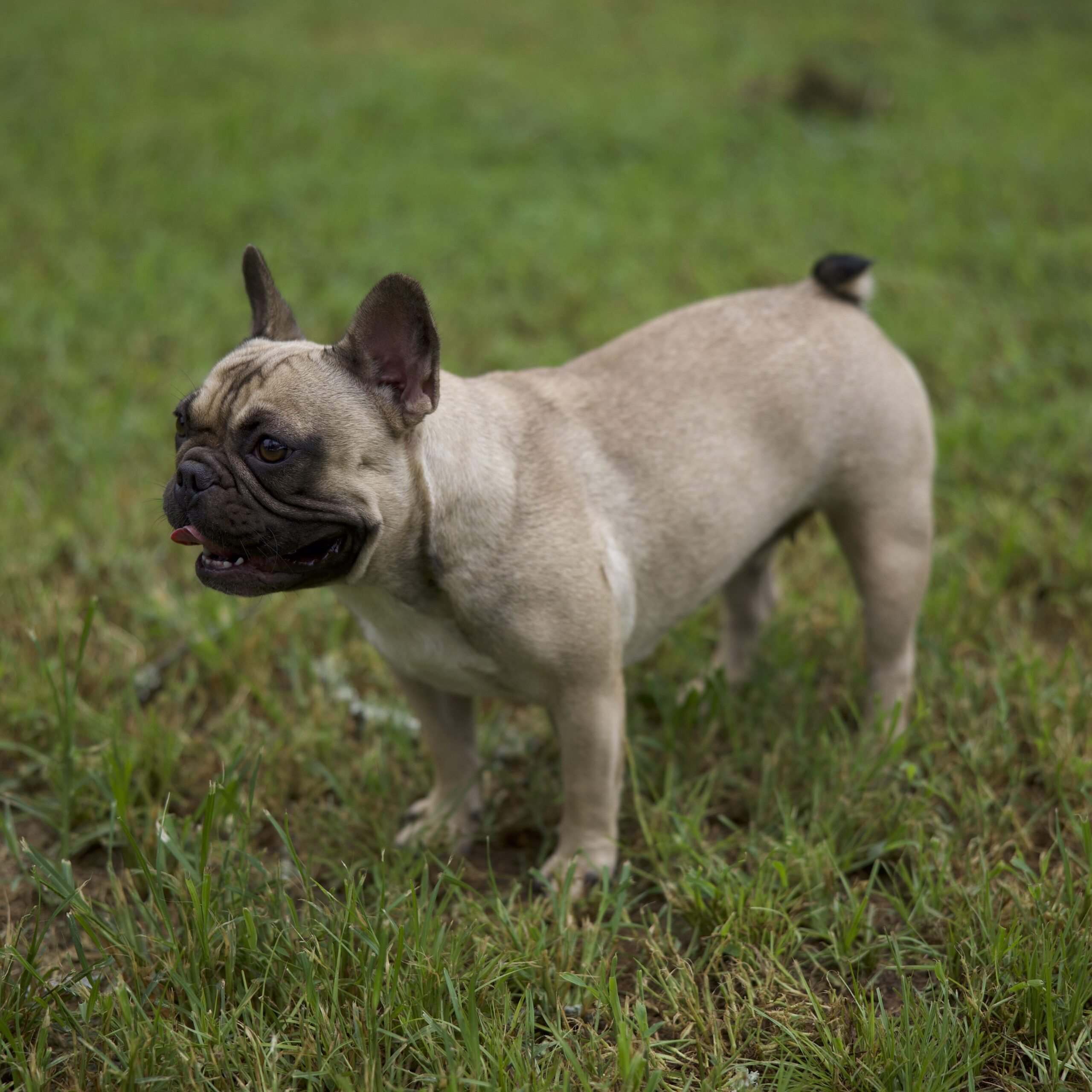 French Bulldog Breeder captures Fawn Frenchie.