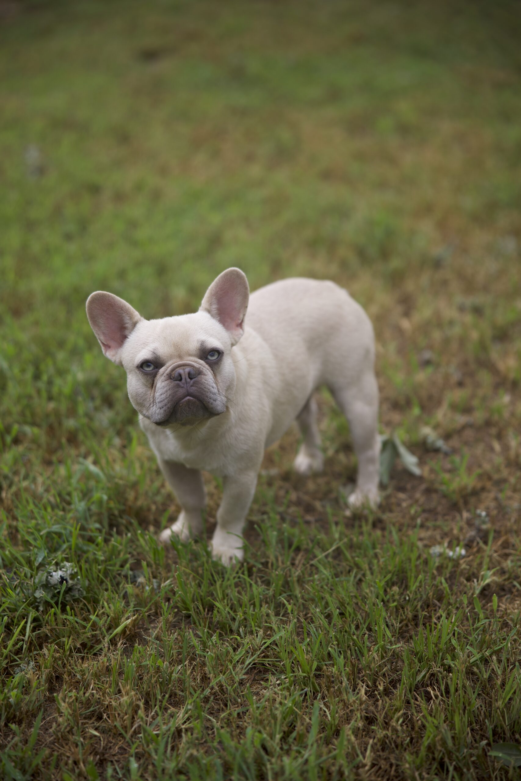 French Bulldog Stud Service in Tyler, Texas stands strong.