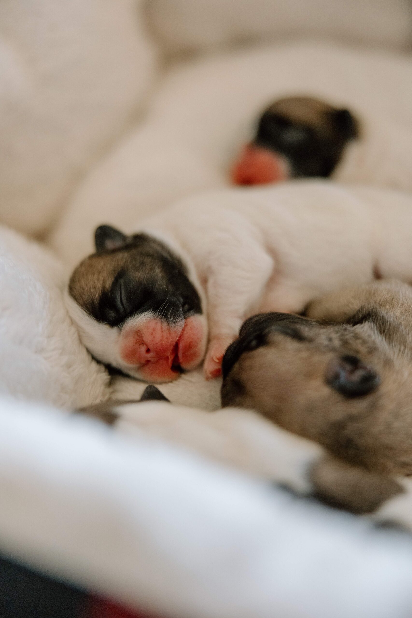 French Bulldog Puppies in Tyler, Texas for sale.