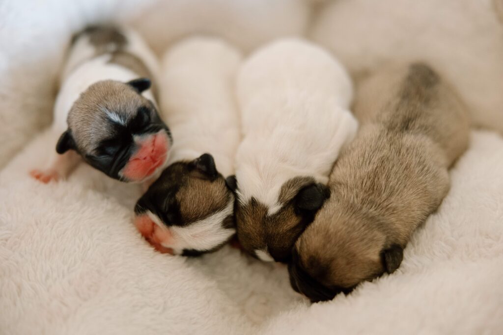 French Bulldog Puppies for sale in Tyler, Texas pose for the camera.